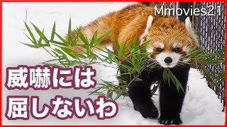 怒られても竹を運び続ける【レッサーパンダ】ココ Red Panda carries bamboo