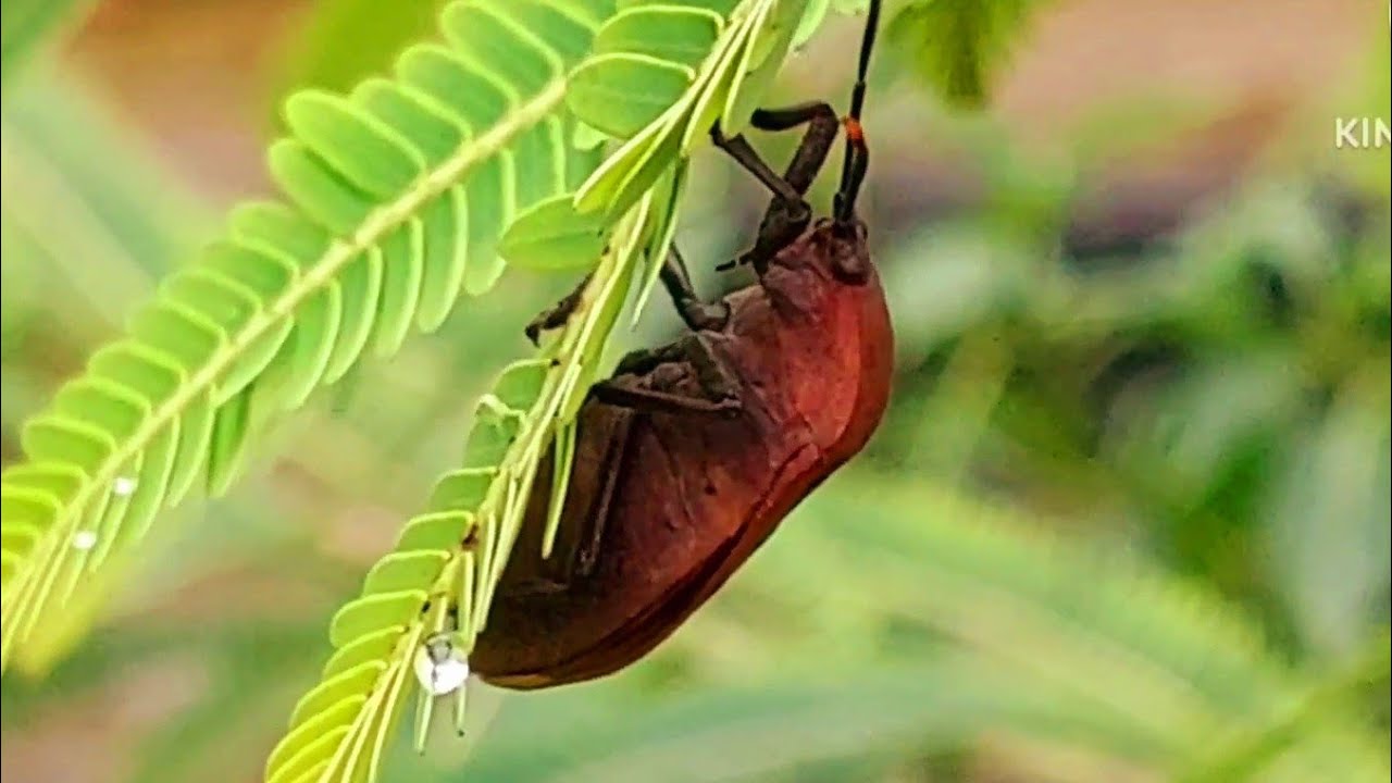 Pentatomomorpha Gandipoka Animal life