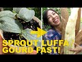 Tips To Speed Up Luffa / Gourd Seed Germination
