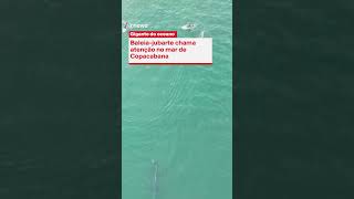 Baleia-jubarte chama atenção no mar de Copacabana