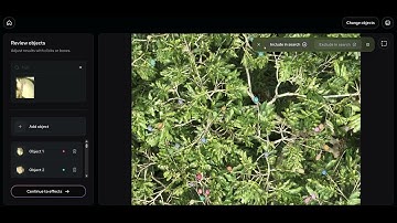 Zero-shot fruit detection of Dipteryx oleifera with SAM3