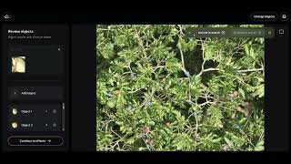 Zero-shot fruit detection of Dipteryx oleifera with SAM3