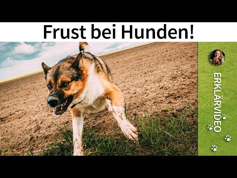 Video: Warum Ihr älterer Hund Welpenprobleme zu haben scheint