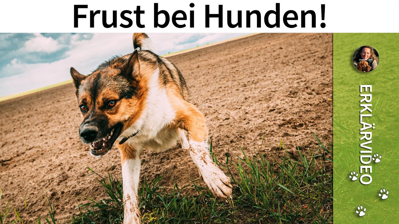 Frust bei Hunden ➡️ Hund Welpe beißt aus Frust! ➡️ Erklärvideo ✔️