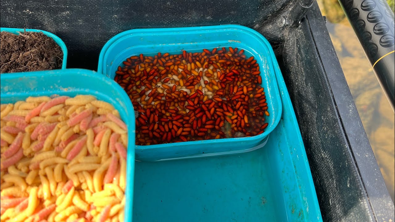 How to keep your bait cool in the heat, YouTube