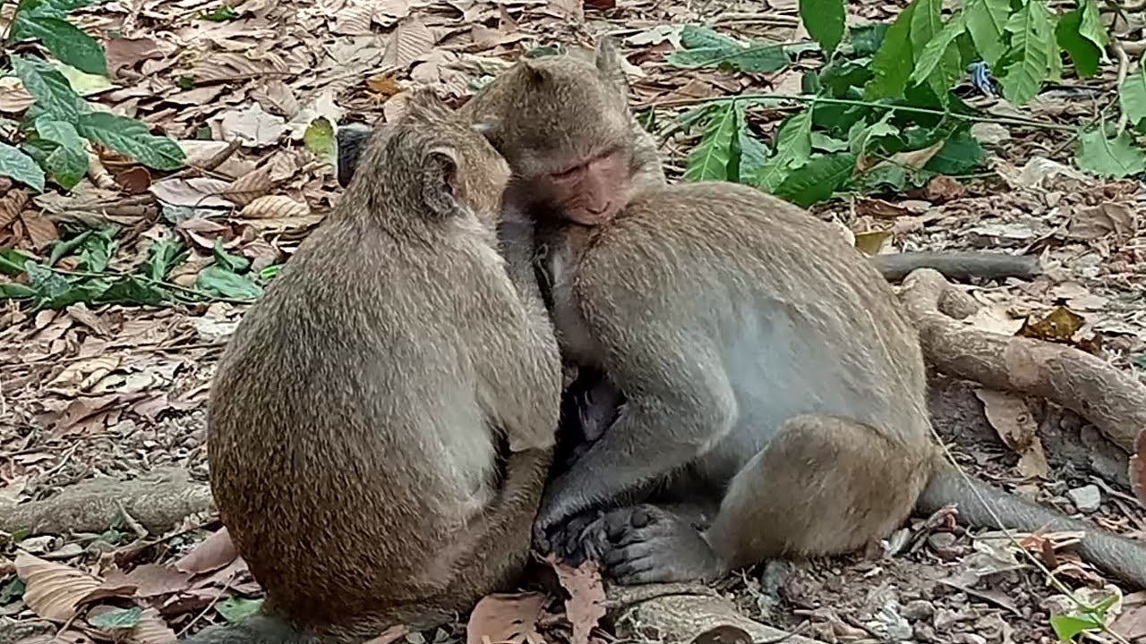 Young mom Jazzy bite Jonna's neck, Cuz her sister wanna drink milk with baby Jiva