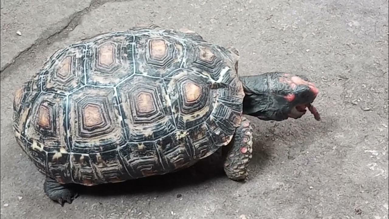 turtle vs worm ( earthworm ) YouTube