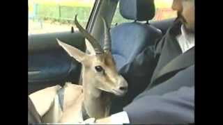 تیزر تبلیغاتی شرکت ایساکو Isaco