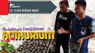SURGA TANAMAN HIAS DI CIAPUS - BOGOR (2)  | Pembibitan Anthurium