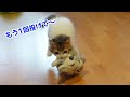 ぬいぐるみを投げると何度もくわえて持ってくる子猫がかわいすぎた 笑
