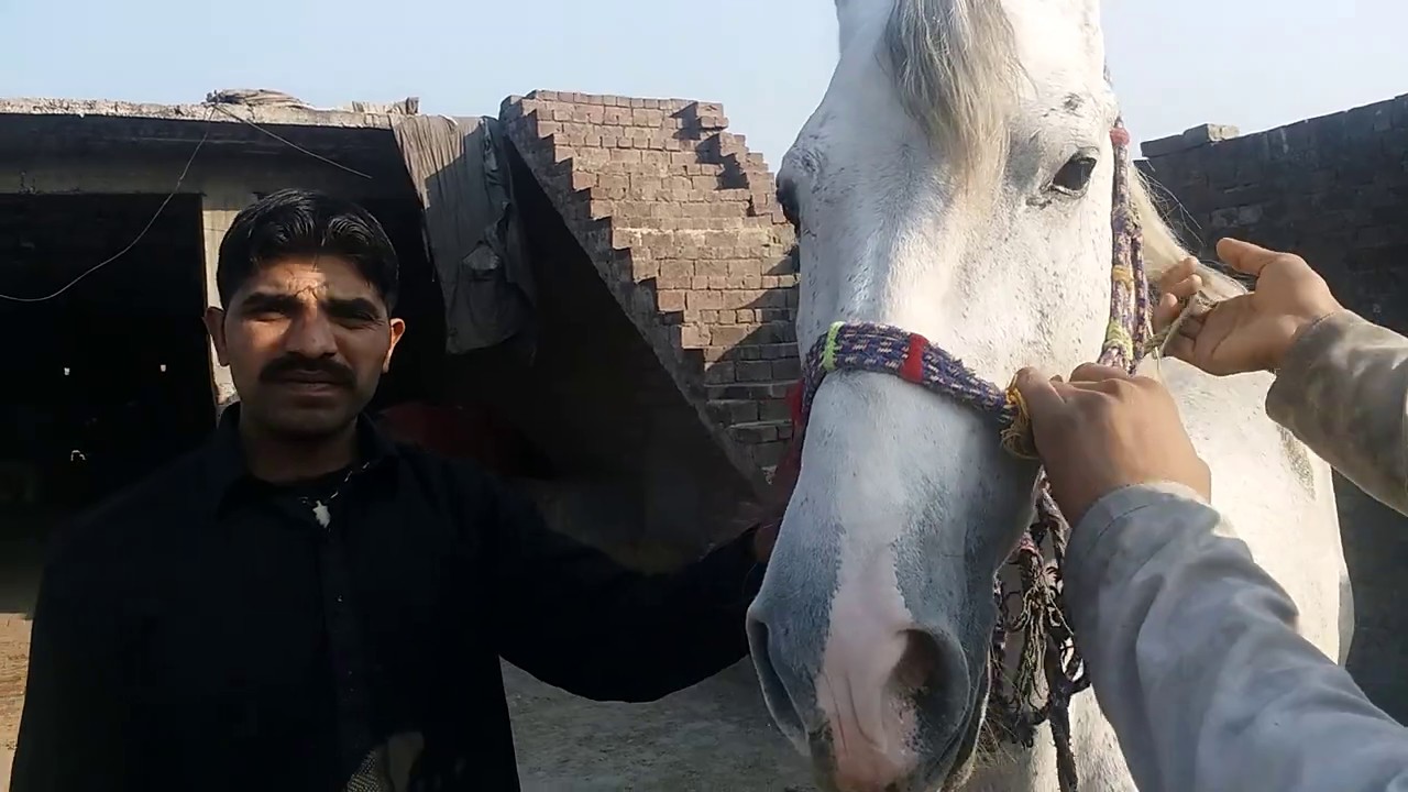 lahore ma horse by sale by nawaz entertarmaint channel horse mandi