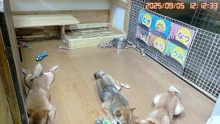 柴犬なつと子供たち Shibainu Natsuの配信のサムネイル画像