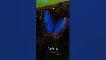 🥺❤#اسلام_صبحي#سورة_الكهف