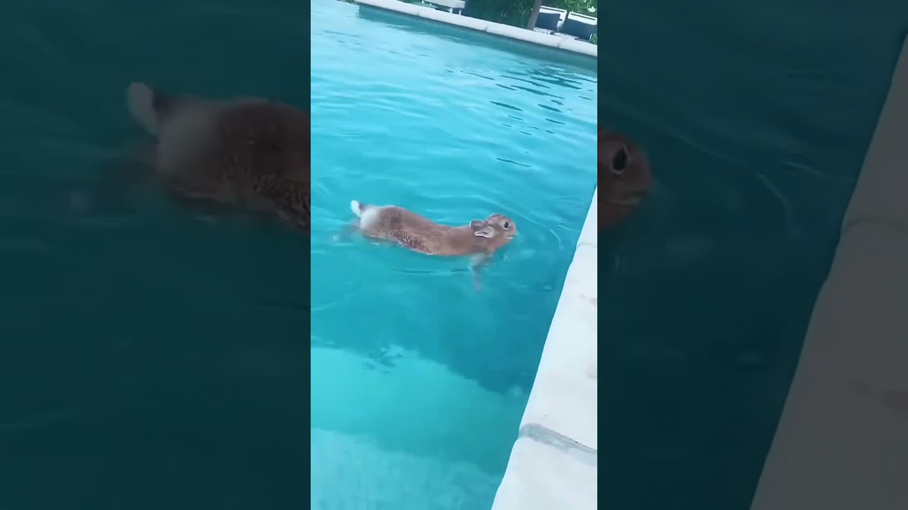 Rabbit swimming in pool 