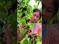 Black mullbery harvest