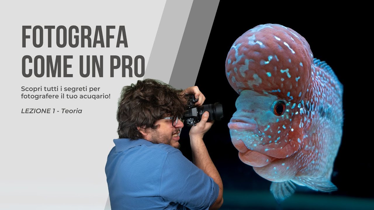Foto d’acquario perfette? Ecco da dove iniziare! - Episodio 1:  Le basi