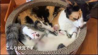 ひーお姉様、やんちゃ弟にぷんすこ