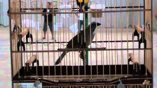 Trinca Do Buriti Mostrou Mais Uma Vez Que É Puro Talento