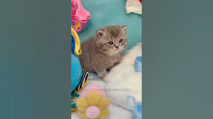 Video 10053591: britishshorthair catlover kitten, catlover kitten british, britishshorthair cats catlover, british blue kitten cat, britishshorthair golden cat, male british