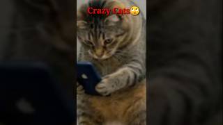 Funny Animals 😂 Shorts Video ! Cute Cat 🐱 #shorts #cat #animals
