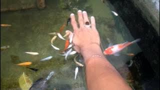 Tes uji coba katilayu cirebon