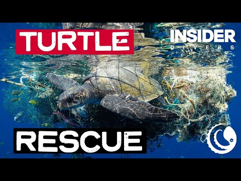Turtle Rescue from Ghost Net