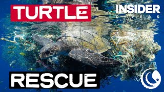 Turtle Rescue from Ghost Net