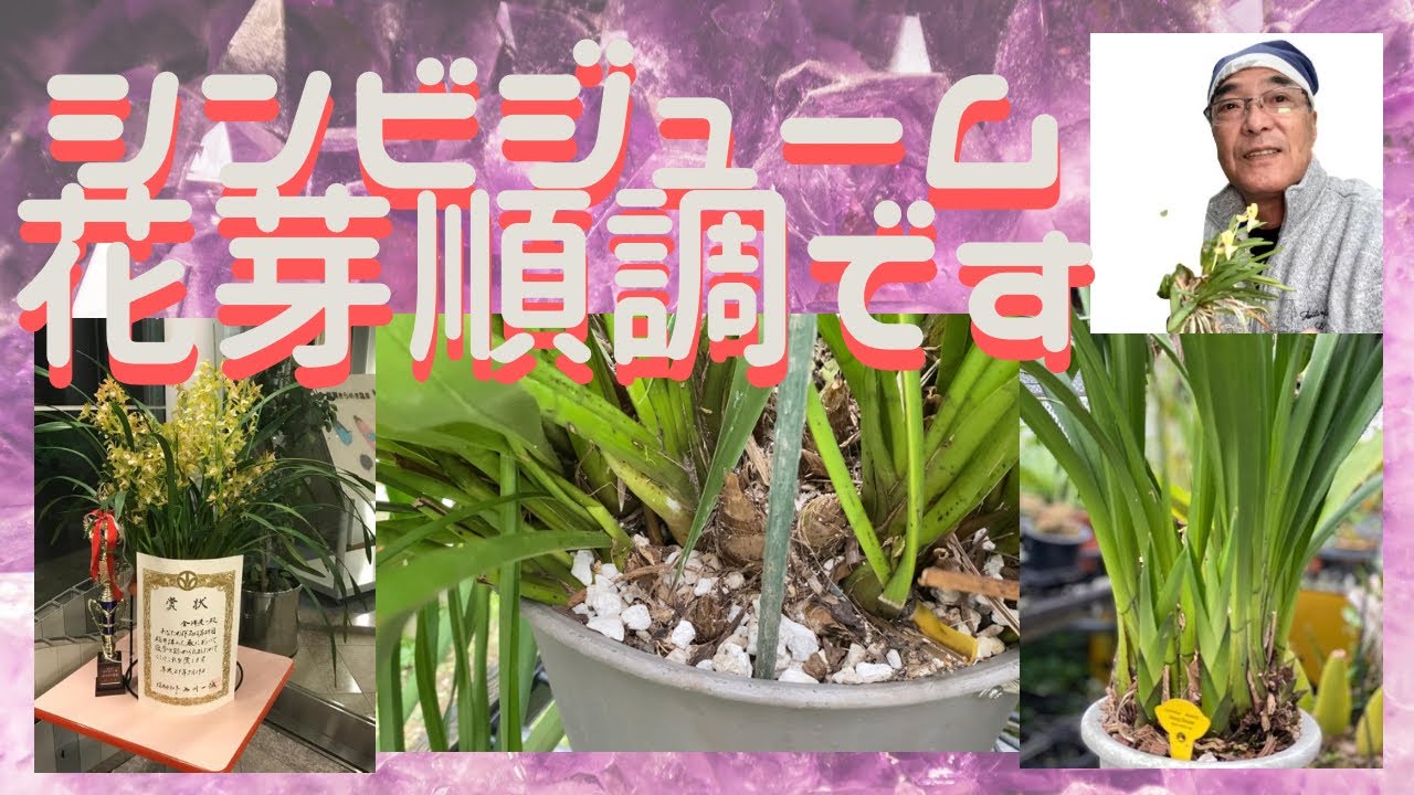 シンビジューム花芽　らん　ラン　園芸ネット　ガーデニング　洋らん