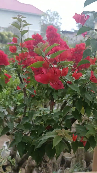 How to Make Your Bougainvillea Bonsai Bloom Faster & Brighter! #bougenvillea #bonsaibougenville
