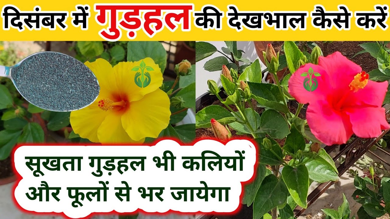 दिसंबर में गुड़हल की देखभाल.Hibiscus Plant Care.Best homemade fertilizer for hibiscus.green house.