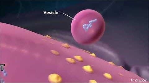 Fate of synthesized proteins/Protein trafficking.