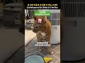 밥 자리 마음에 안 들면 안 먹는 고양이_ Cat Refuses to Eat Unless It’s Perfect