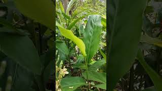 Galanga's flowers #nature #mybackyardgarden #homegardening #garden