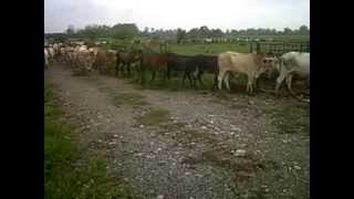 Lote De Mautas Mene Grande