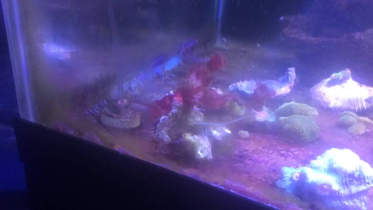 Starcki damselfish eating hair algae.