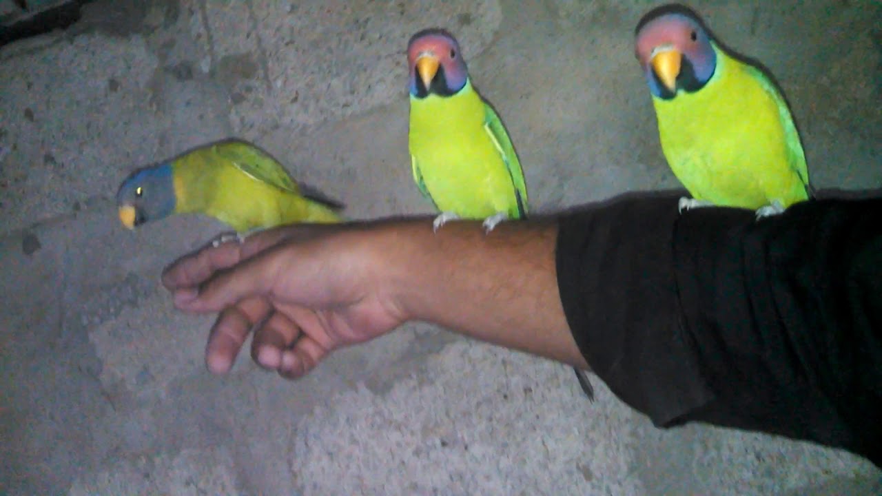 My Cute Hand Tame Plum Head parakeets males