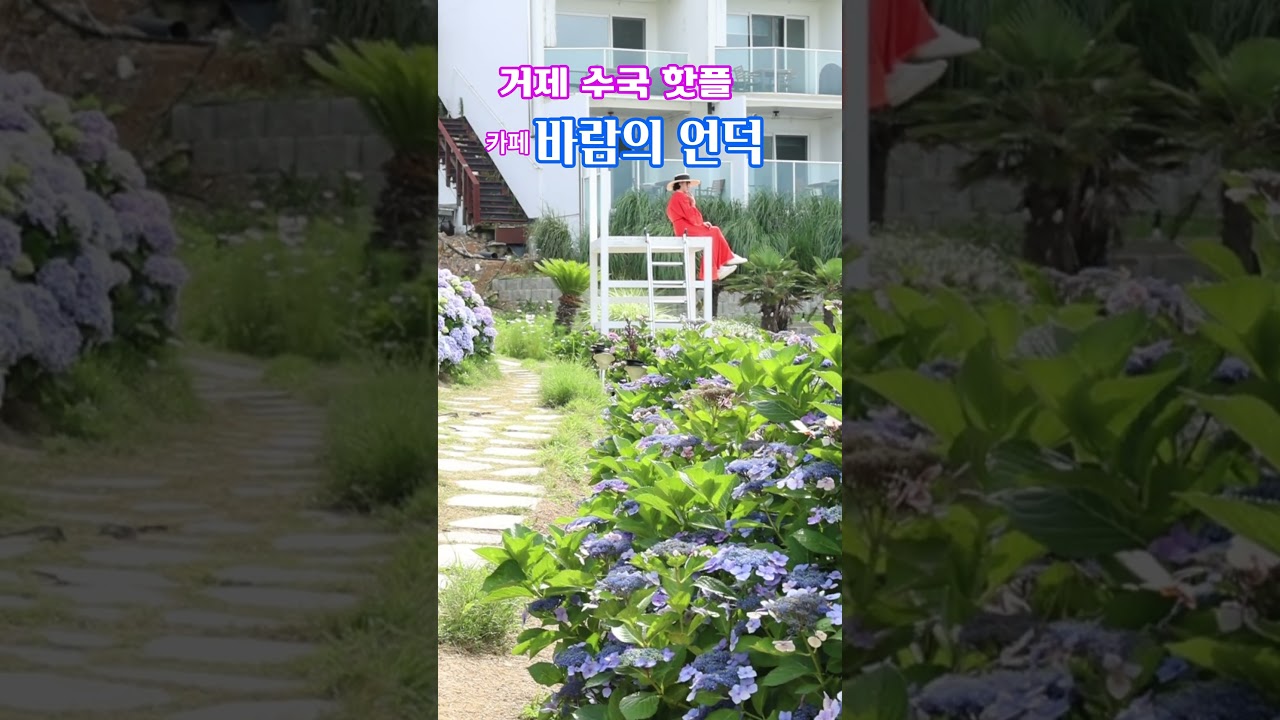 거제 수국 핫플  카페 바람의 언덕    #바람의언덕수국 #바람의언덕리조트 #거제가볼만한곳