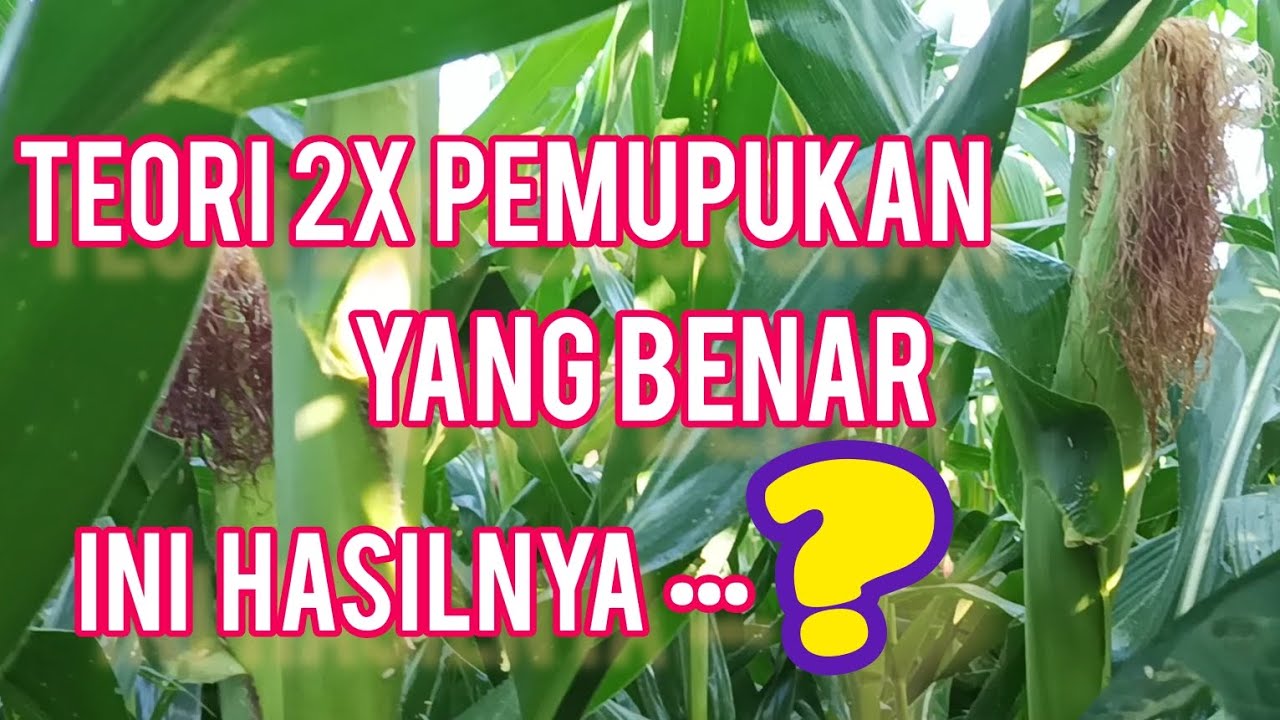 Teori 2X Pemupukan Jagung yang Benar