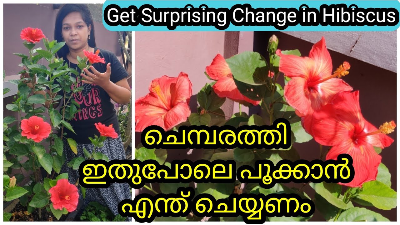 12 Golden Tips for Continuous Flowers in Hibiscus | ചെമ്പരത്തി ചെടി തുടരെ പൂവിടാൻ 12 ടിപ്സ്