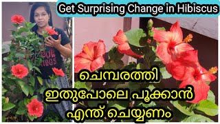 12 Golden Tips for Continuous Flowers in Hibiscus | ചെമ്പരത്തി ചെടി തുടരെ പൂവിടാൻ 12 ടിപ്സ്