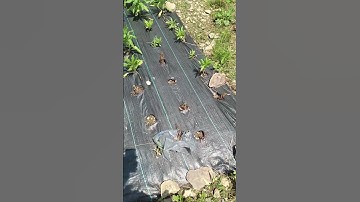 Dealing With Poor Drainage And Root Rot #gardentips #beginnergardener #gardeningforbeginners