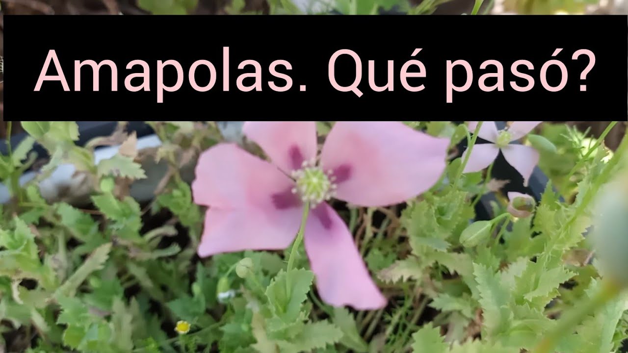 Cómo cultivo Amapolas en Maceta #lasplantasdegeral #amapolas #jardin #cactusysuculentas #plantas
