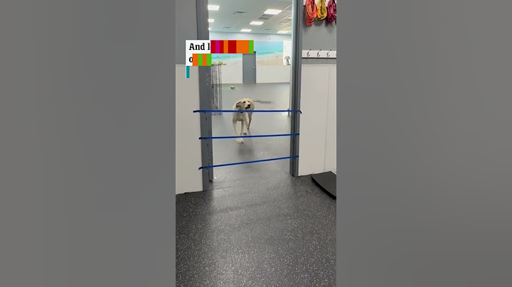 Dogs try beating the tape challenge