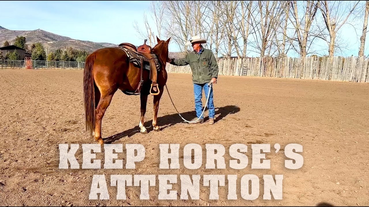 Keep Horse's Attention