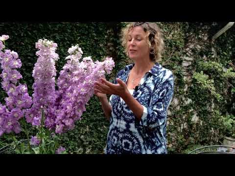 Video: Noble Delphiniums. Paub