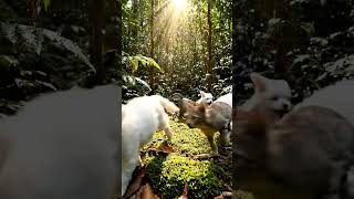 Dogs And Cats Are Enjoying In A Jungle views puppy adventurepup happypup greenpuppy