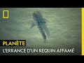 Un Grand Requin Blanc Affamé S Approche Des Côtes Sud Africaines