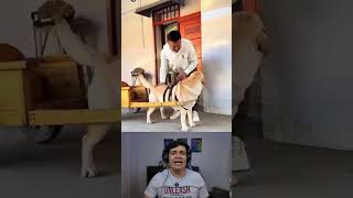 Este hermoso perrito siempre fue su protector #mascotas #perros #Short #compañero