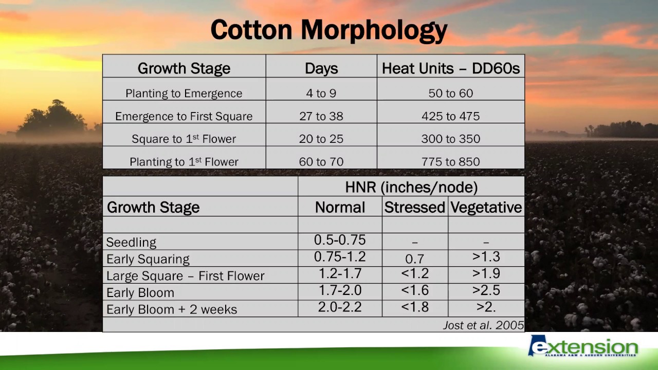 Applying Plant Growth Regulators in Cotton Trey Cutts YouTube