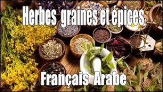Traduction Herbes Graines Plantes Français Arabe